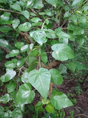 Jatropha cordata