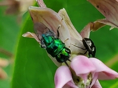 Euperilampus triangularis