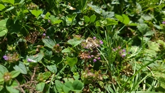Bombus