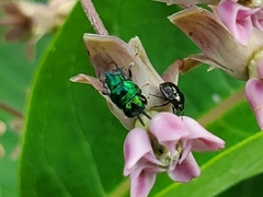Euperilampus triangularis
