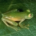 Suretka Glass Frog - Photo (c) STRI, some rights reserved (CC BY-NC)