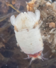 Dynamenella sheareri