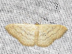 Scopula spoliata