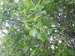 Ileostylus micranthus