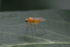 Xanthochlorus tenellus