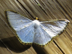 Leuciris fimbriaria
