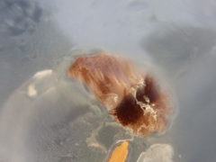 Notoplana sanguinea