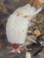 Dynamenella sheareri