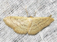 Scopula spoliata
