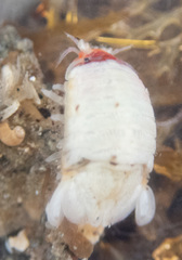 Dynamenella sheareri