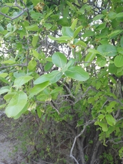 Ileostylus micranthus