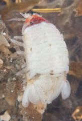 Dynamenella sheareri