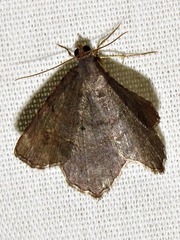 Chiasmia confuscata