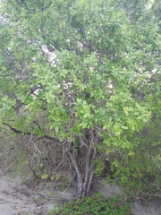 Ileostylus micranthus