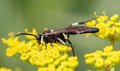 Orgichneumon calcatorius