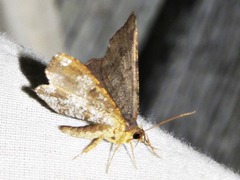 Chiasmia confuscata