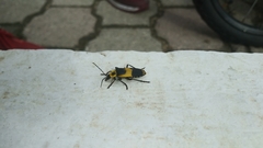 Chauliognathus distinguendus