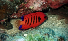 Centropyge loriculus