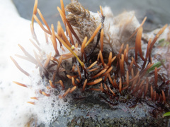 Ahnfeltia fastigiata