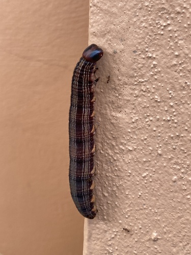 Coconut caterpillar photo 3