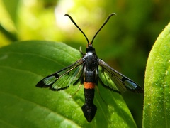 Synanthedon culiciformis