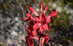 Tritoniopsis pulchra