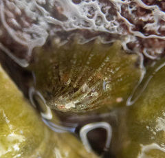 Puncturella cucullata