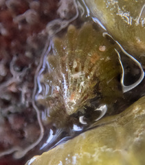 Puncturella cucullata