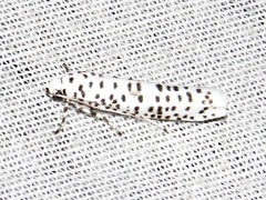 Yponomeuta strigillatus