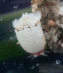 Dynamenella sheareri