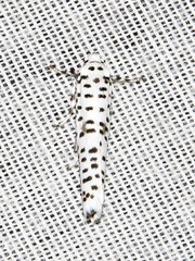 Yponomeuta strigillatus