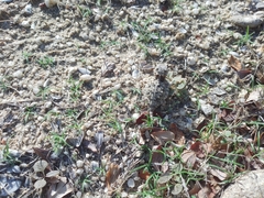 Phrynosoma coronatum