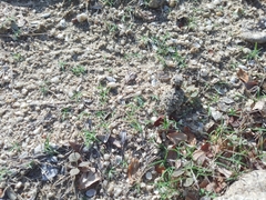 Phrynosoma coronatum