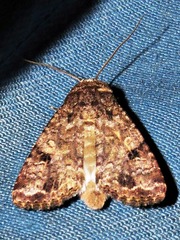 Spodoptera triturata
