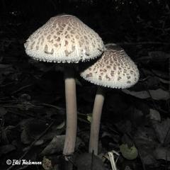 Macrolepiota bonaerensis