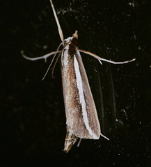 Carectocultus perstrialis