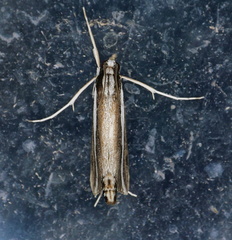 Carectocultus perstrialis