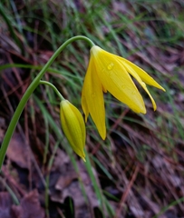 Erythronium tuolumnense