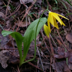 Erythronium tuolumnense