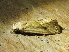 Micrathetis tecnion