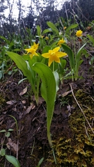 Erythronium tuolumnense