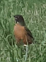 Turdus migratorius