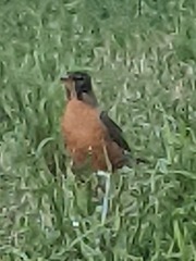 Turdus migratorius
