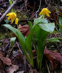 Erythronium tuolumnense