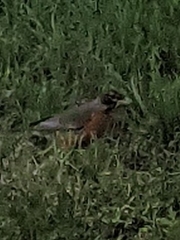Turdus migratorius