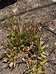 Plantago subnuda