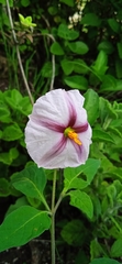 Lycianthes ciliolata