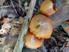 Gymnopilus liquiritiae