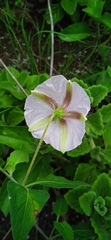 Lycianthes ciliolata