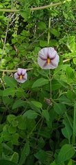 Lycianthes ciliolata